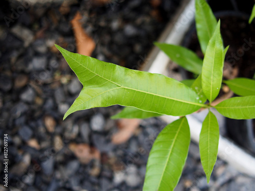 Fotografie seeding young mango plants in house pott