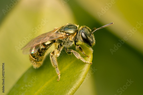 Small Lasioglossum bee resting on a leaf on an early spring morning with blurred background