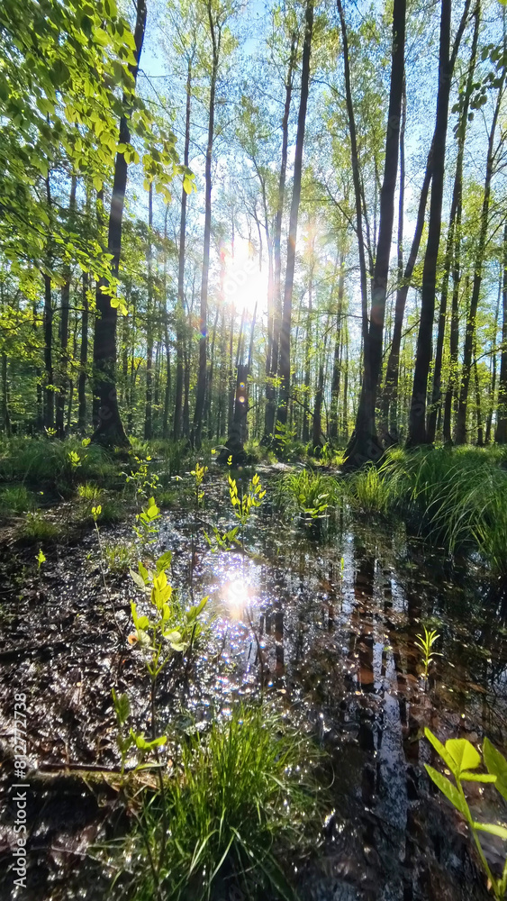 Panoramic view of the wet forest. Primordial swamp forest. Nature Reserve. Barycz Valley, Poland. Panoramic view of the wet forest. Primordial swamp forest. Nature Reserve. Barycz Valley, Poland.