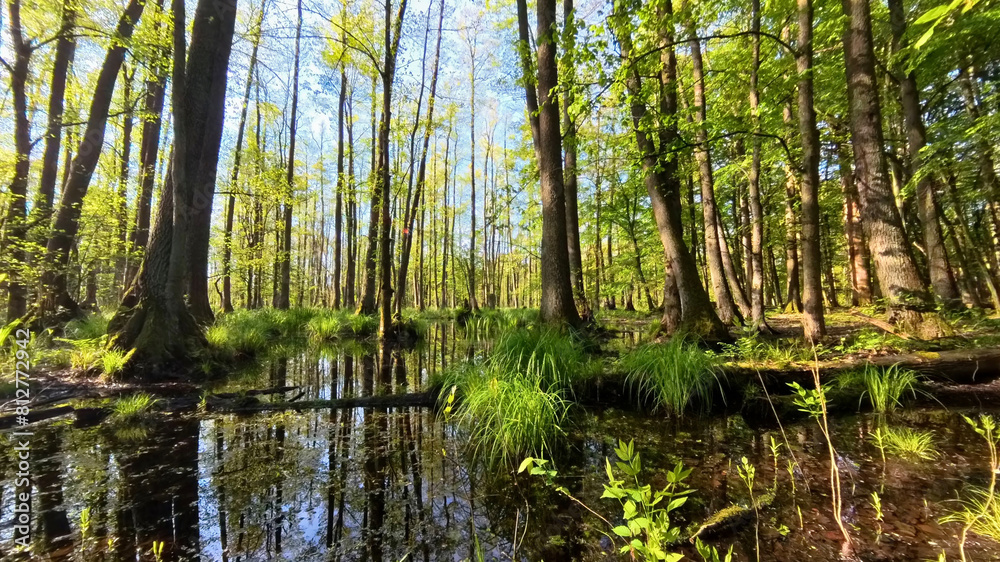 Panoramic view of the wet forest. Primordial swamp forest. Nature Reserve. Barycz Valley, Poland. Panoramic view of the wet forest. Primordial swamp forest. Nature Reserve. Barycz Valley, Poland.