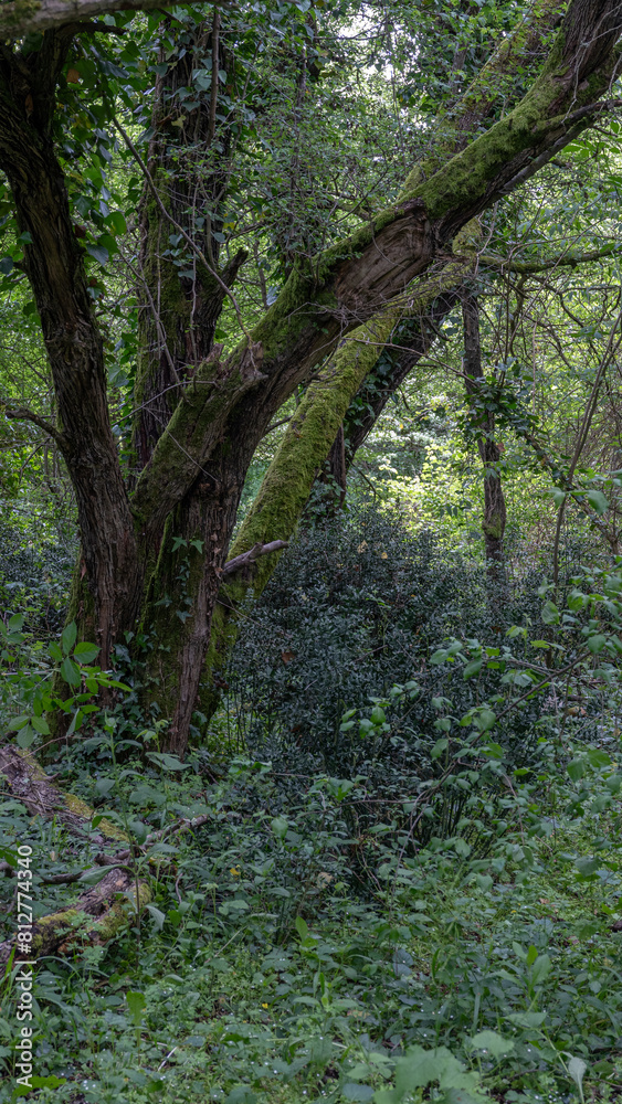 Obraz premium Vegetation grows spontaneously in the forest