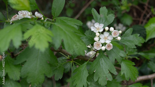 Crataegus monogyna tree in bloom