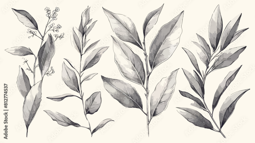 Bay leaf seeds growing hand drawn sketch vector ill