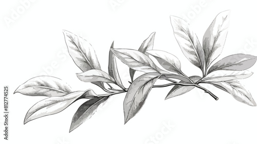 Bay leaf in monochrome sketch style hand drawn vect