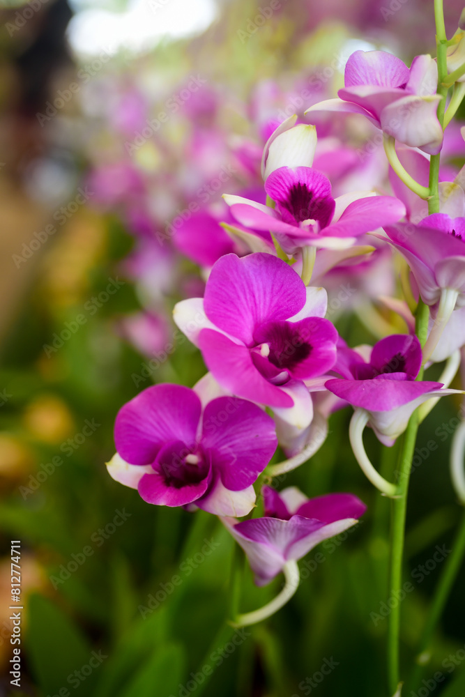 purple flowers in a garden