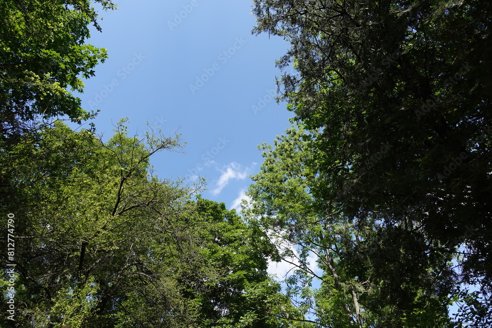 森の中の青空 森の中の青空