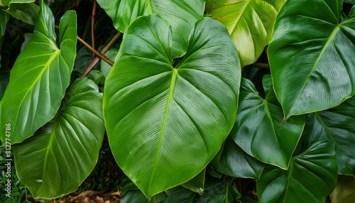 dark green leaves of philodendron species philodendron speciosum the tropical foliage climbing vine plant bush