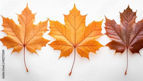 autumn maple leaves orange fall leaf thanksgiving or halloween design elements in orange red and yellow autumn colors seasonal clip art or png design elements for border or background illustrations