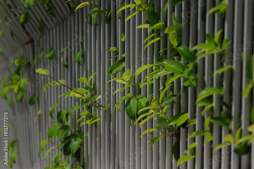 鮮やかな葉っぱが柵から出ている