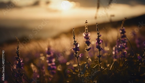 magical purple wildflowers in a field at sunset photo