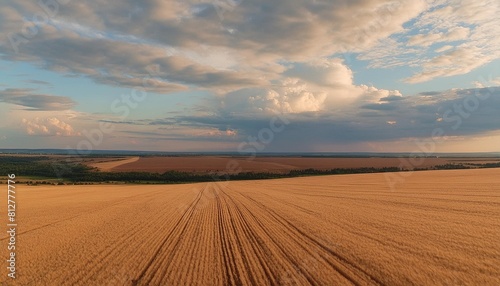 field of ripe wheat in ukraine with beautiful clouds