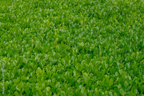 東京赤坂6丁目のグリーン