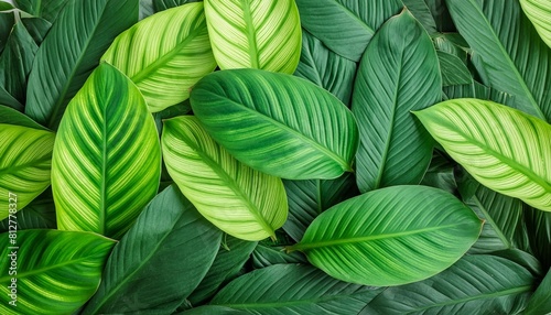 full frame of green leaves pattern background nature lush foliage leaf texture tropical leaf