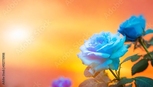 blue roses against colorful pink orange red spring sky background with sunlight flower rose edge frame nature beautiful flower plants blooming in the summer or spring