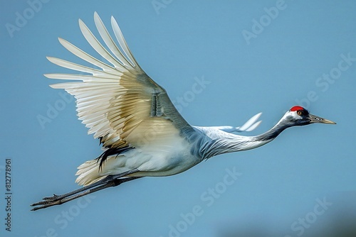 Red-crowned crane, Grus japonensis, single bird in flight, Brazil photo