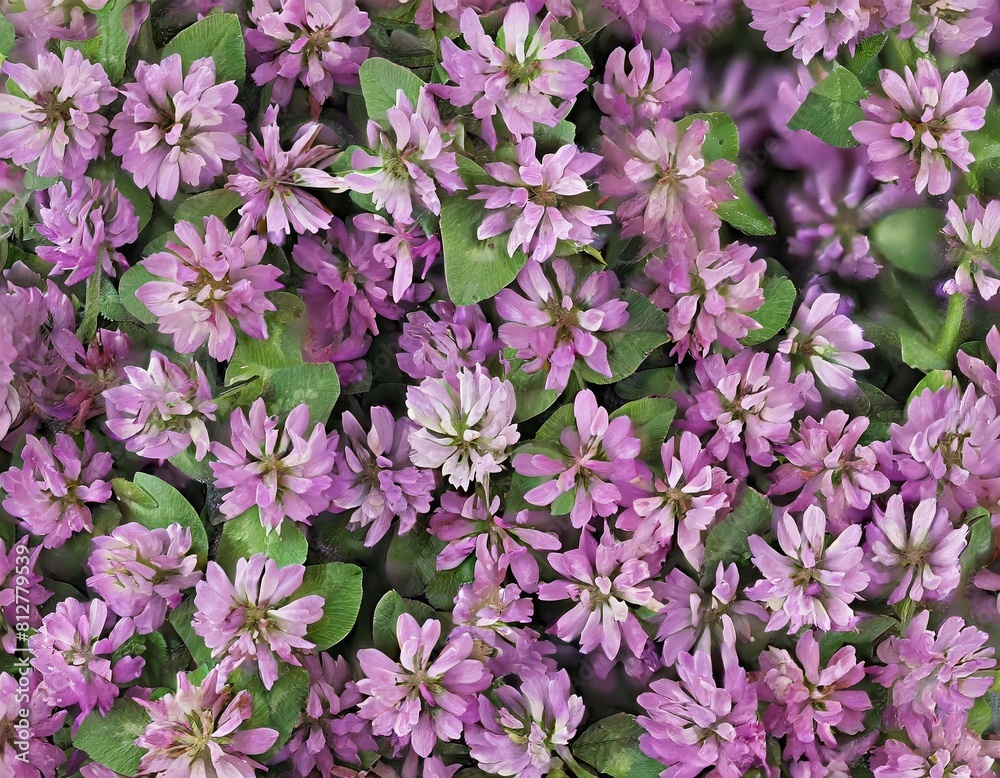 many small clover flowers full screen texture closeup many small clover flowers full screen texture closeup