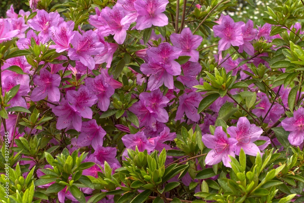 Pink azalea, rhododendron in the garden.