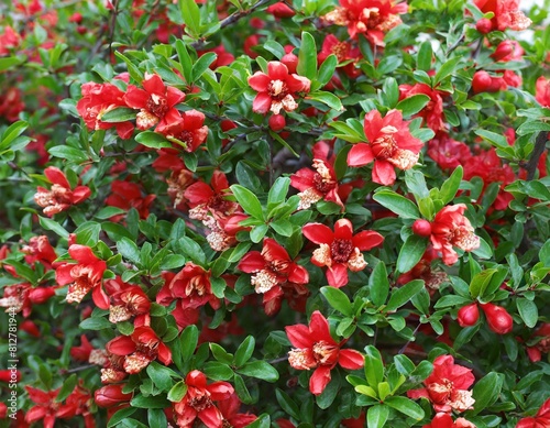 many small pomegranate flowers full screen texture closeup