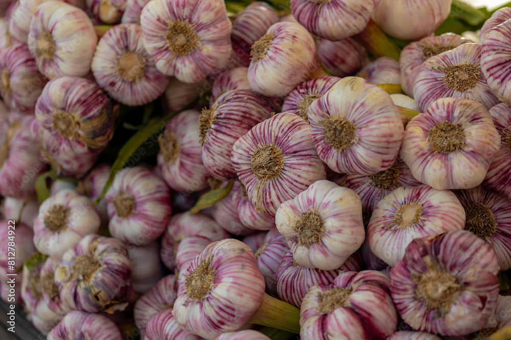 Selective focus of fresh garlic in the market stall, Garlic is a species of bulbous flowering plant in the genus Allium, Its close relatives include the onion, shallot, leek, chive, Welsh onion. Selective focus of fresh garlic in the market stall, Garlic is a species of bulbous flowering plant in the genus Allium, Its close relatives include the onion, shallot, leek, chive, Welsh onion.
