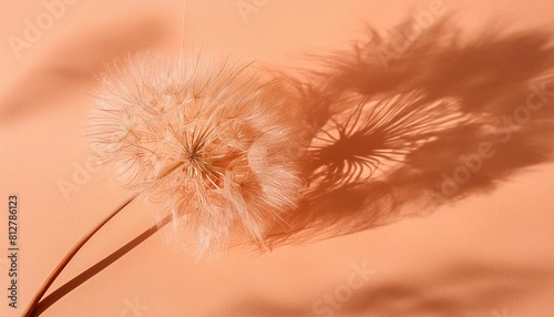 aesthetic minimalist creative natural backdrop in trendy color 2024 year peach fuzz concept fuzzy dandelion flower on peach paper texture background with natural sun light shadows copy space