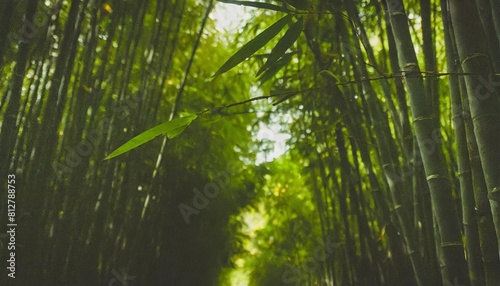 green bamboo forest background green bamboo swaying in the wind