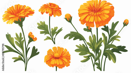 Calendula or marigold flower one unblown bud hand d