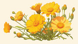 Calendula or marigold one flower hand drawn. Beauti