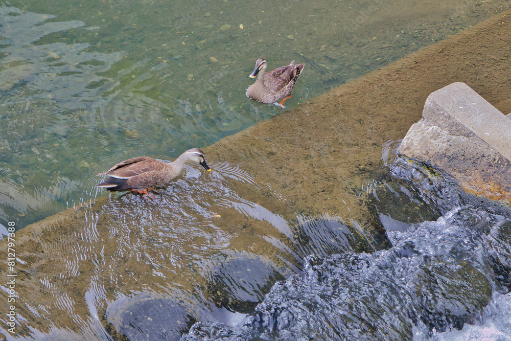 Fototapeta premium 滝に落ちそうで落ちないカモ