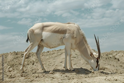 Wild gazelle (Antidorcas marsupialis) in Africa photo