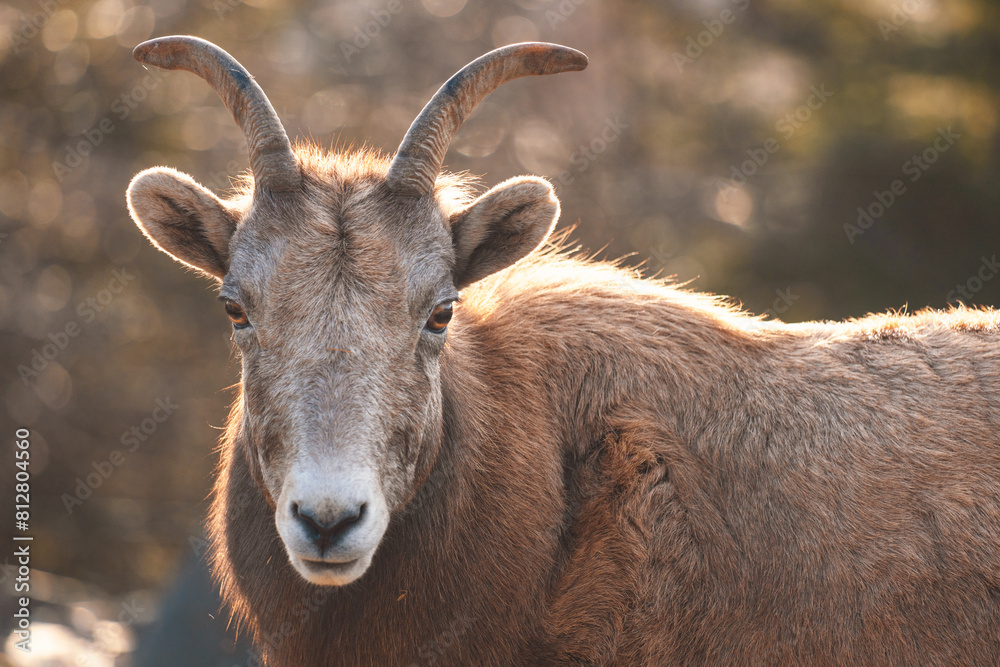 Portrait of West Caucasian tur (Capra caucasica) in beautiful winter morning light. Soft backlit animal photo of a mountain goat-antelope native to Caucasus Mountains in Russia and Georgia.
Endangered Portrait of West Caucasian tur (Capra caucasica) in beautiful winter morning light. Soft backlit animal photo of a mountain goat-antelope native to Caucasus Mountains in Russia and Georgia.
Endangered