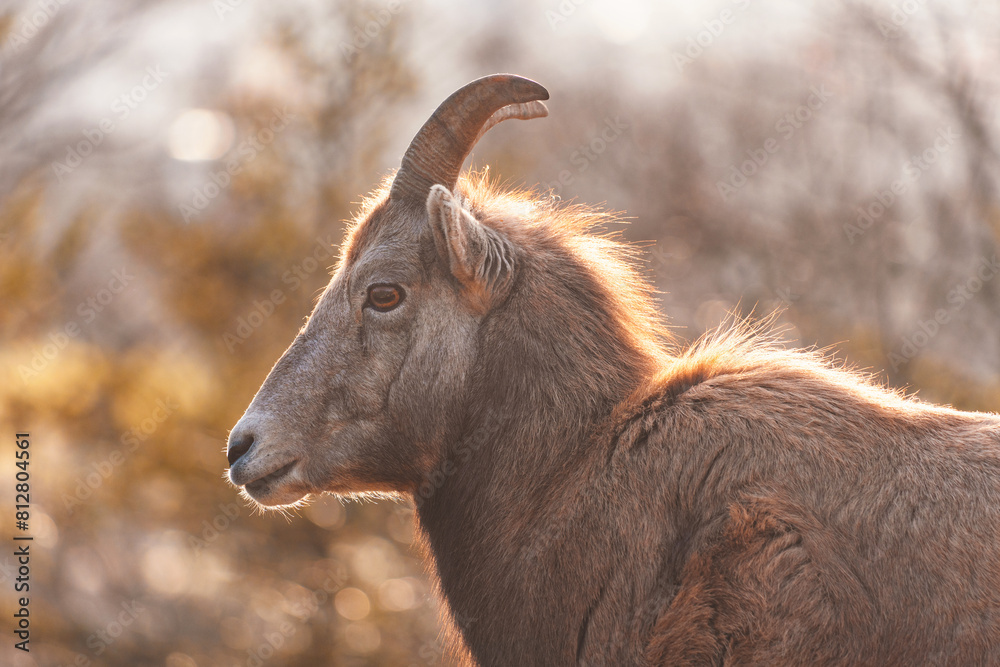 Portrait of West Caucasian tur (Capra caucasica) in beautiful winter morning light. Soft backlit animal photo of a mountain goat-antelope native to Caucasus Mountains in Russia and Georgia.
Endangered Portrait of West Caucasian tur (Capra caucasica) in beautiful winter morning light. Soft backlit animal photo of a mountain goat-antelope native to Caucasus Mountains in Russia and Georgia.
Endangered