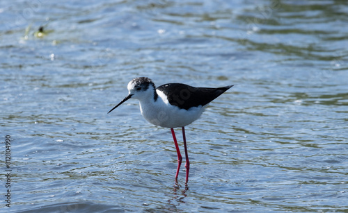 A Black-winged Stilts elegantly navigate the shallow waters, its slender legs probing the water surface. With each step, its needle-like beak plunges into the water, searching small aquatic creatures.