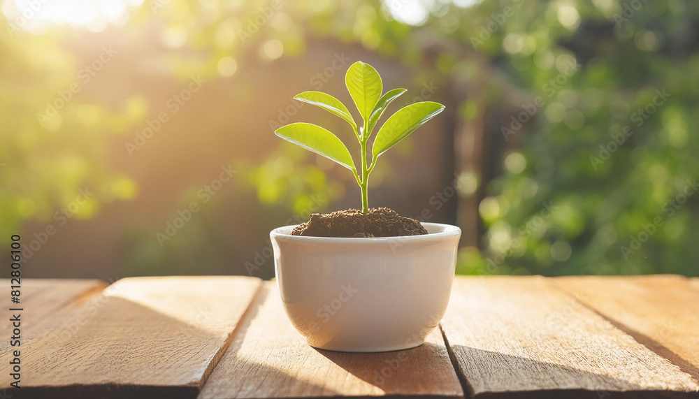 Close-up of green seedling plant growing from small ceramic pot on wooden table. Nature and ecology