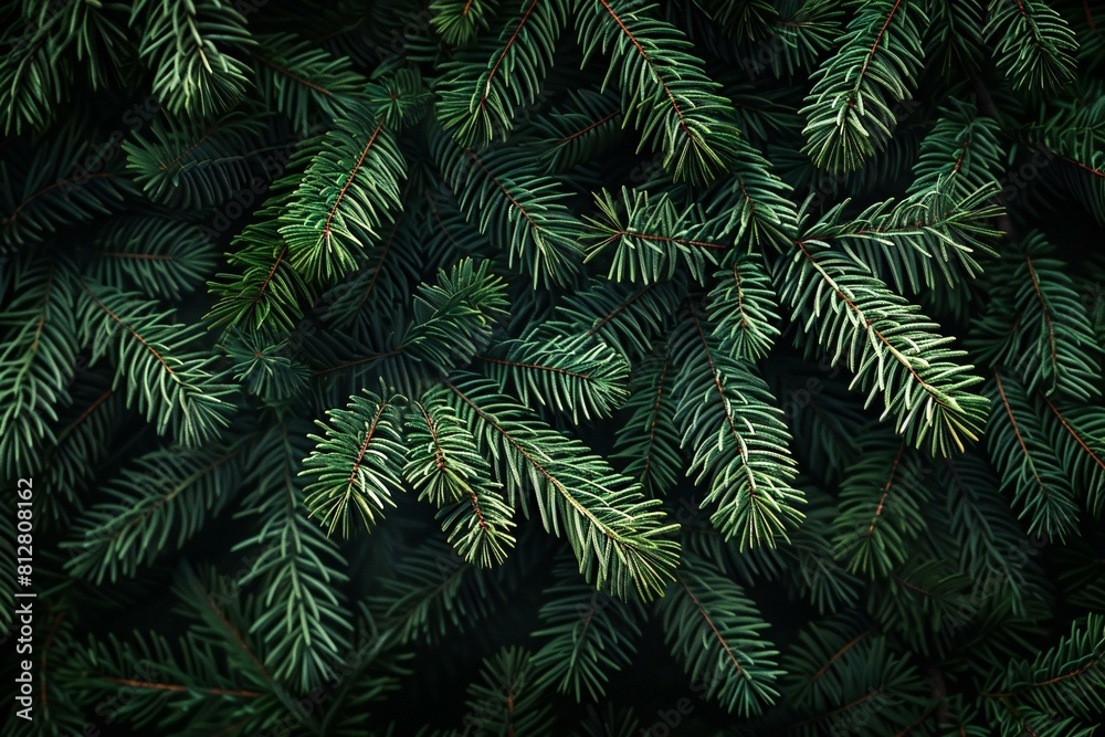Digital image of fir floor spruce fronds on a dark background, high quality, high resolution
