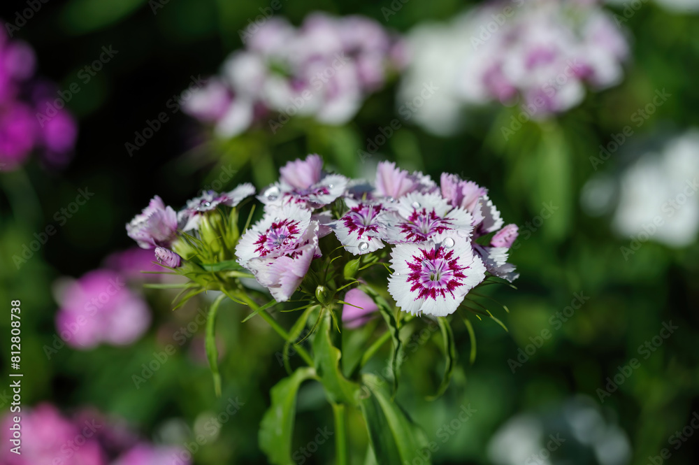 Close up view of Summer flowering Sweet William, Dianthus barbatus Close up view of Summer flowering Sweet William, Dianthus barbatus