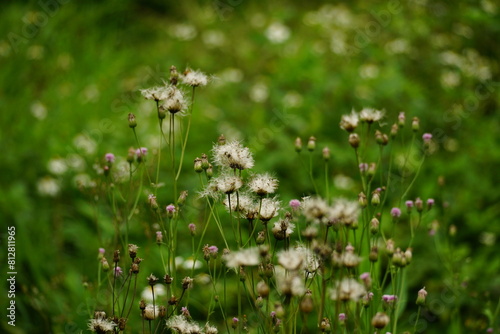 Close-up of Herba Blumeae Lacerae flower blooming