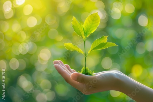 A hand holding a small plant with a leafy stem