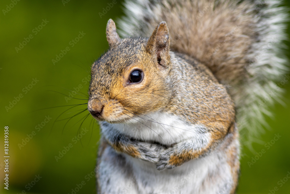 Eastern gray squirrel, Sciurus carolinensis, closeup standing with paws together with a curious look Eastern gray squirrel, Sciurus carolinensis, closeup standing with paws together with a curious look