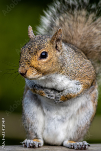 Eastern gray squirrel, Sciurus carolinensis, closeup standing with paws together with a curious look