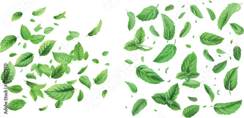 Green mint leaves falling and flying in air. Fresh summer or spring foliage of tea or peppermint
