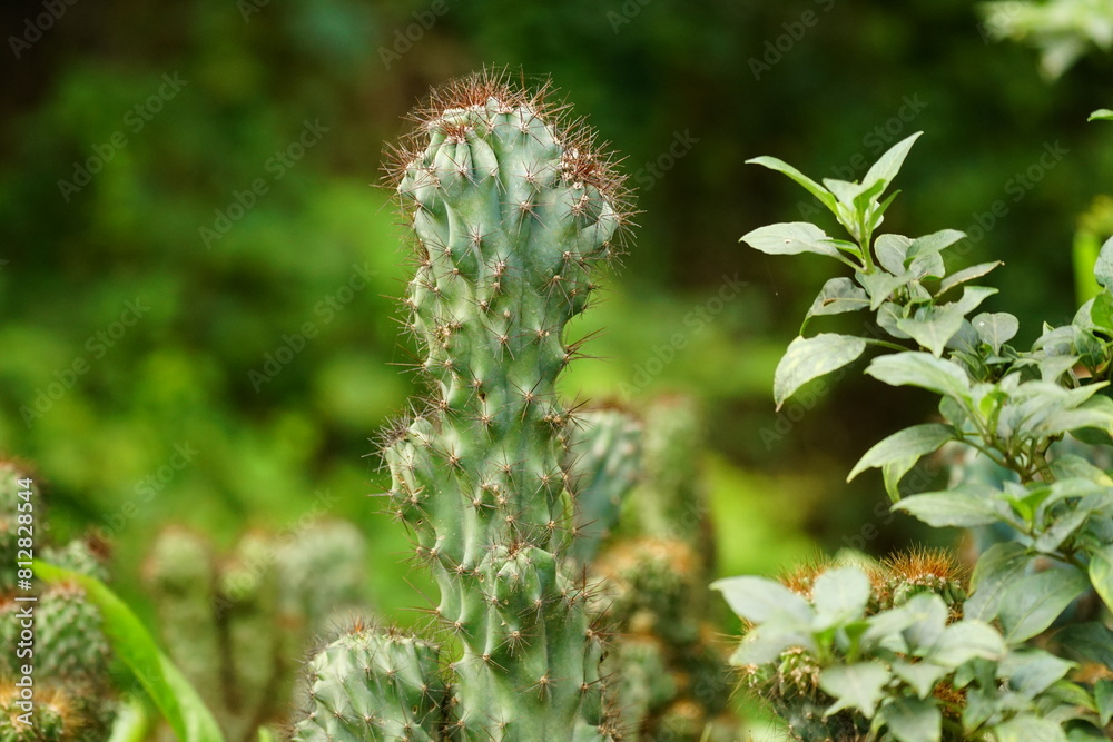 Close-up of cactus in the garden Close-up of cactus in the garden