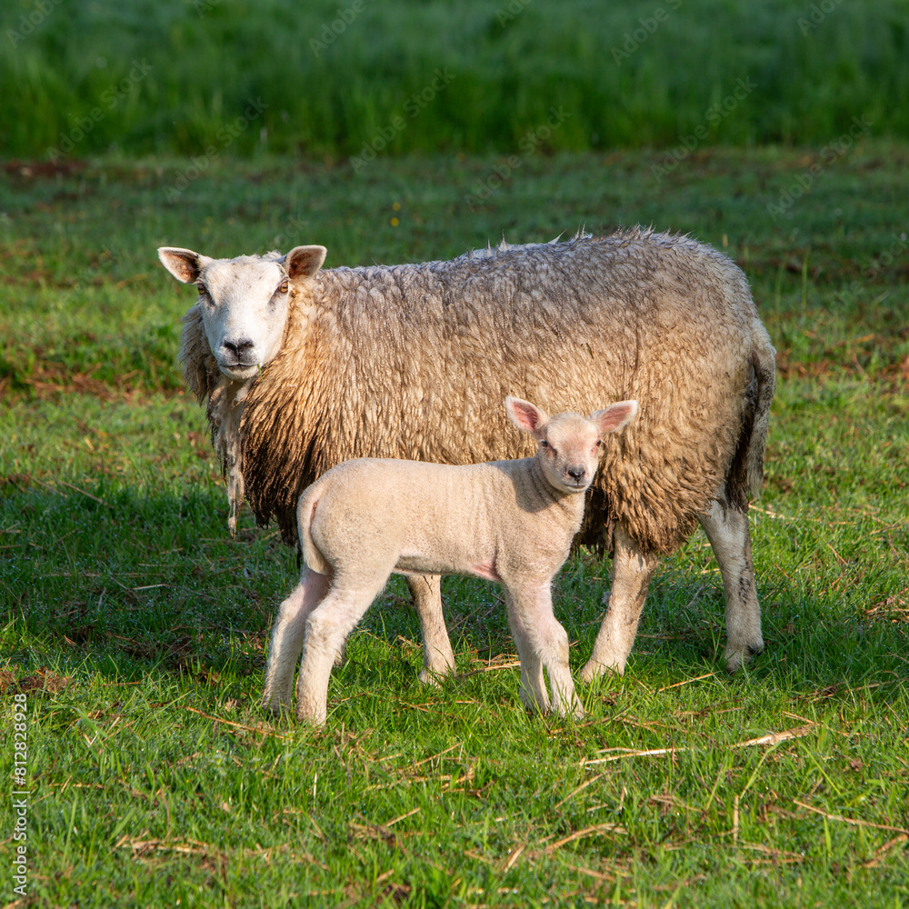 ewe and lamb in early sunlight in green meadow ewe and lamb in early sunlight in green meadow