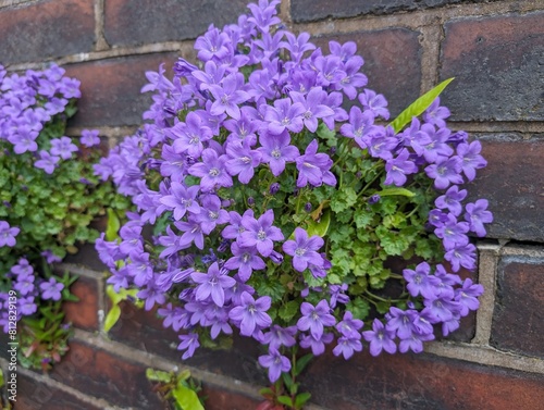 Adria Bellflower  Campanula portenschlagiana  growing from an urban wall