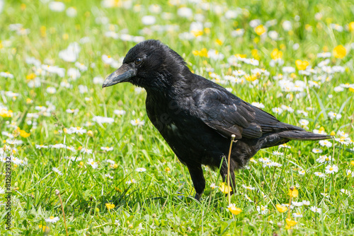 Carrion crow on a flower meadow in spring.