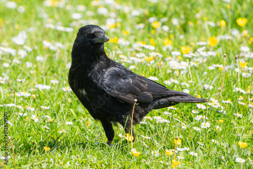 Carrion crow on a flower meadow in spring.
