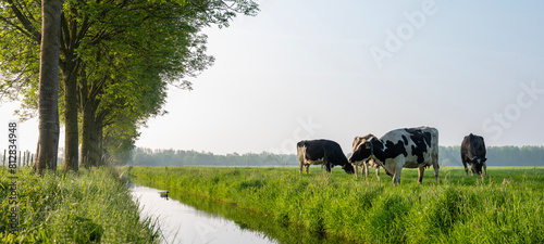 black and white spotted cows in green meadow at sunrise in the netherlands