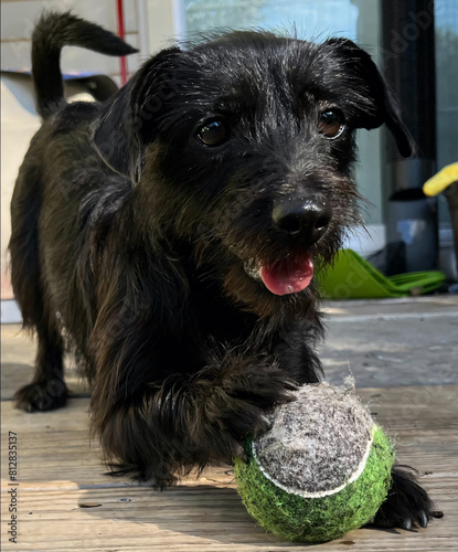 Adorable Chiweenie dog with black fur, tongue out, poised with a tennis ball under her paw, ready to play fetch. photo