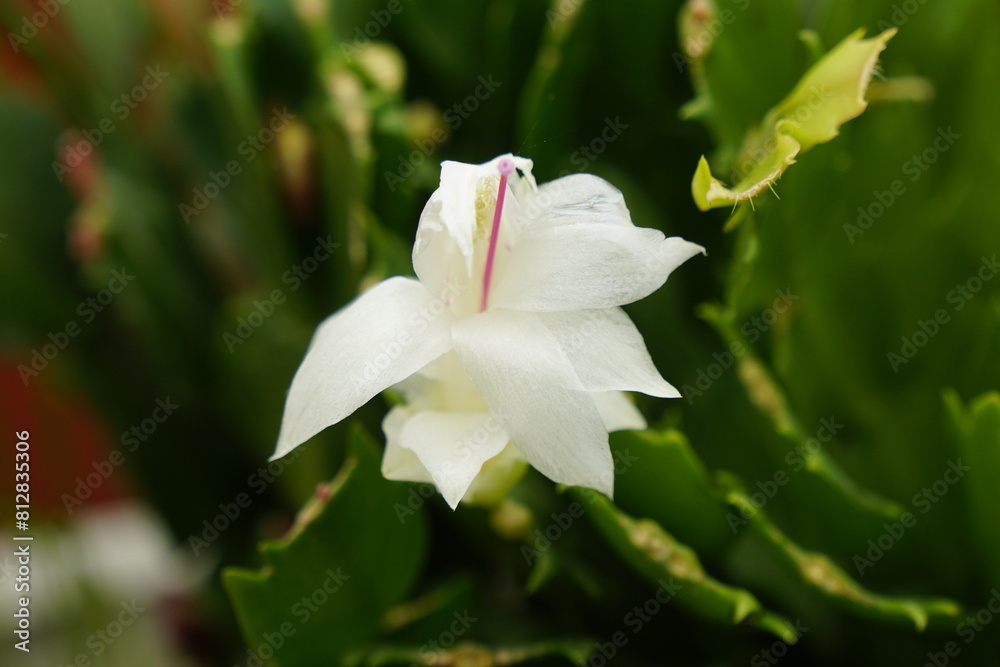 Close-up of Schlumbergera truncata flower
