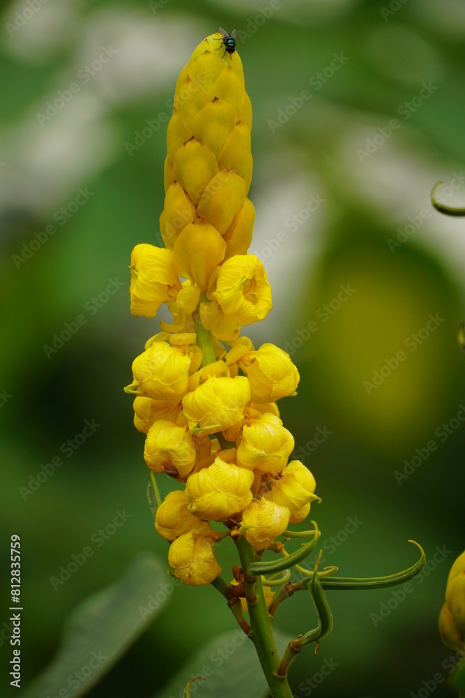 Yellow Senna alata flowers bloom in the field Yellow Senna alata flowers bloom in the field
