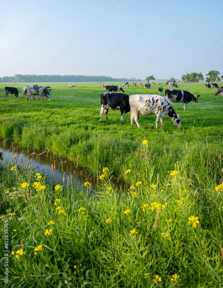black and white spotted cows in green meadow at sunrise in the netherlands